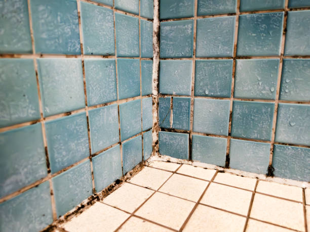 Best Environmental Consulting for Mold Prevention  in Sterling Ranch, CO