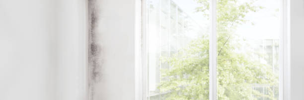 Best Air Quality Testing for Mold Spores  in Sterling Ranch, CO